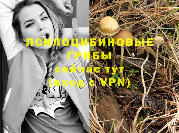 прущие грибы Ельня