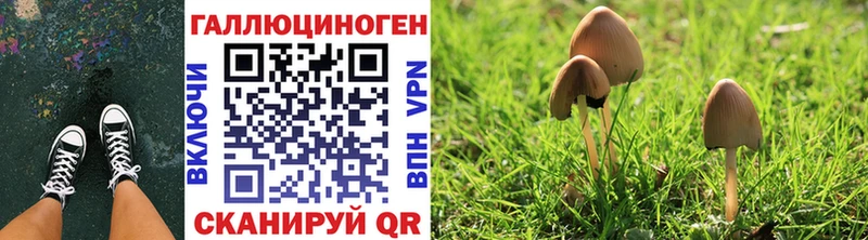 Псилоцибиновые грибы Psilocybe  Купить  Нововоронеж 